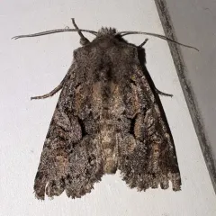 Disparaged Arches Moth thumbnail 4