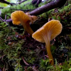 Yellowfoot thumbnail 1