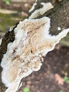 Toothed Crust thumbnail 4