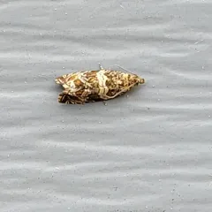 Celypha Moth thumbnail 4