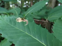 Chestnut Blotchminer Moth thumbnail 2