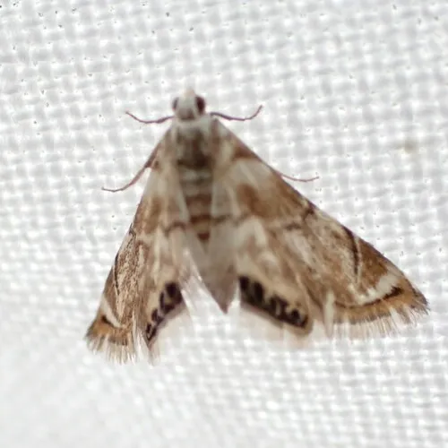 Eoparargyractis plevie