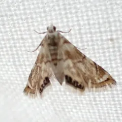 Eoparargyractis plevie thumbnail 1