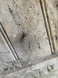 Allegheny Crevice Cricket thumbnail 2