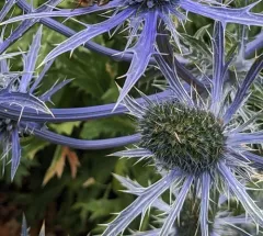 Blue Eryngo thumbnail 2