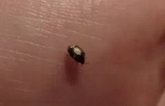 Anthrenus sophonisba thumbnail 2