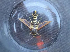Ceanothus Borer Moth thumbnail 3