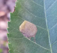 Ectoedemia trinotata thumbnail 1