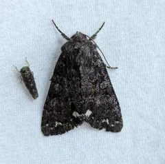 Melanchra pulverulenta thumbnail 1