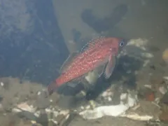 Blue Rockfish thumbnail 4