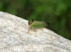 oak leafhopper thumbnail 4