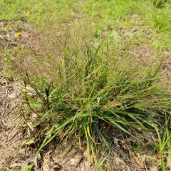 Purple Lovegrass thumbnail 3