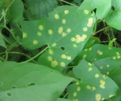 Puccinia convolvuli thumbnail 3