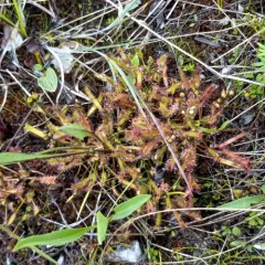 Slenderleaf Sundew thumbnail 2