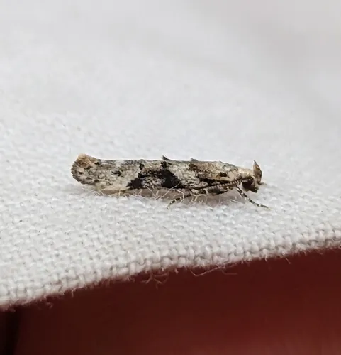 Spruce Micromoth