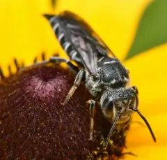 Alternate Cuckoo Leafcutter Bee thumbnail 4