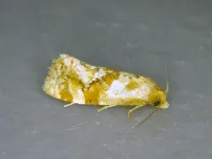 Gynnidomorpha romonana thumbnail 4