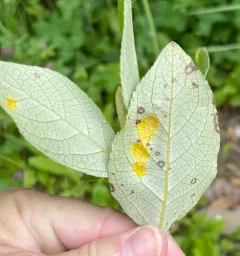 Taphrina populi-salicis thumbnail 2