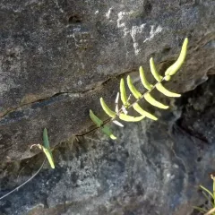 purple-stem cliffbrake thumbnail 4