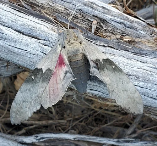 Western Poplar Sphinx