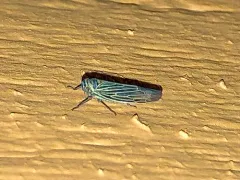 Limotettix nigrax thumbnail 3
