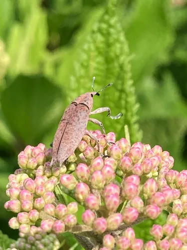 Lixus caudifer