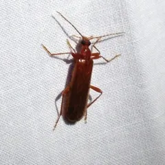 Dendroides ephemeroides thumbnail 4