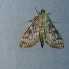 Herpetogramma aquilonalis thumbnail 4
