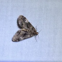 Waterlily Leafcutter Moth thumbnail 4