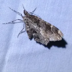 Guenée's Carpet Moth thumbnail 4