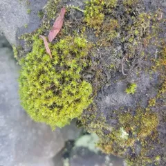 transparent fork-moss thumbnail 3