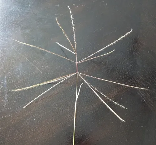 tumble windmillgrass