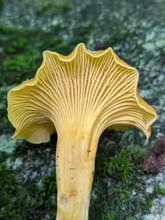 Appalachian Chanterelle thumbnail 4