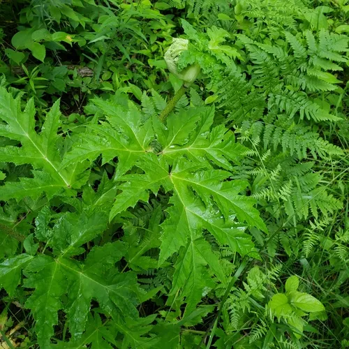 Giant Hogweed