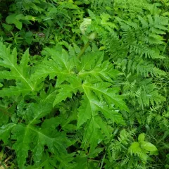 Giant Hogweed thumbnail 1