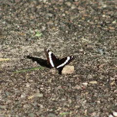 Weidemeyer's Admiral thumbnail 2