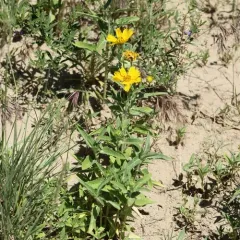cowpen daisy thumbnail 2