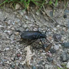Prionus fissicornis thumbnail 4