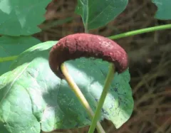 Poison ivy rust thumbnail 3