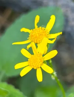 falsegold groundsel thumbnail 2
