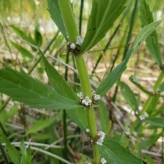 Rough Bugleweed thumbnail 2