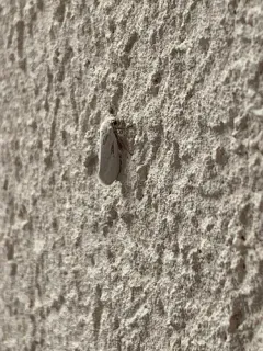 Eastern Yucca Moth thumbnail 3