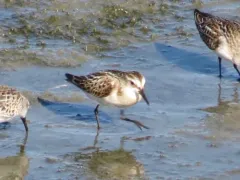 Little Stint thumbnail 1