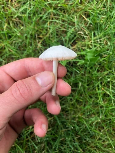 Volvariella pusilla