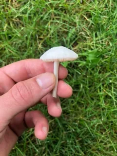 Volvariella pusilla thumbnail 1