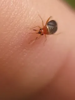 Rhinocapsus rubricans thumbnail 1