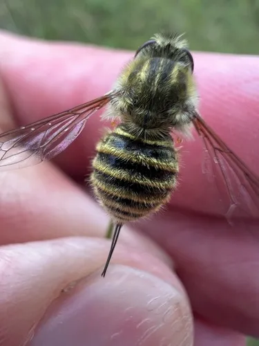 Trichopsidea clausa