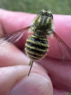 Trichopsidea clausa thumbnail 1