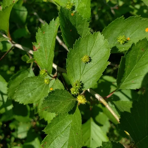 Dasineura crataegibedeguar