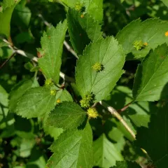 Dasineura crataegibedeguar thumbnail 1
